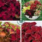 Rainbow Superfine Red Velvet Coleus Herbs 40 Seeds