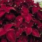 Rainbow Superfine Red Velvet Coleus Herbs 40 Seeds