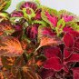 Rainbow Superfine Red Velvet Coleus Herbs 40 Seeds