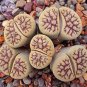 Lithops schwantesii cv.Nutwerk 20 Seeds