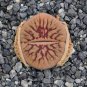 Lithops schwantesii cv.Nutwerk 20 Seeds