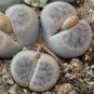 Lithops schwantesii cv.Nutwerk 20 Seeds