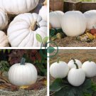 Moonshine Pumpkin Smooth Skinned White Pumpkin 20 Seeds