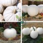 Moonshine Pumpkin Smooth Skinned White Pumpkin 20 Seeds