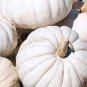 Moonshine Pumpkin Smooth Skinned White Pumpkin 20 Seeds