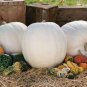 Moonshine Pumpkin Smooth Skinned White Pumpkin 20 Seeds