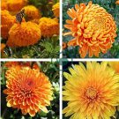 Orange Chrysanthemum Flower 100 Seeds