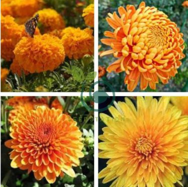 Orange Chrysanthemum Flower 100 Seeds