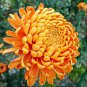 Orange Chrysanthemum Flower 100 Seeds