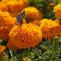 Orange Chrysanthemum Flower 100 Seeds