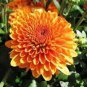 Orange Chrysanthemum Flower 100 Seeds