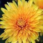 Orange Chrysanthemum Flower 100 Seeds