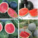 Giant Black Skin Red Inside Ellipse Watermelon 16 Seeds