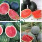 Giant Black Skin Red Inside Ellipse Watermelon 16 Seeds