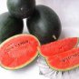 Giant Black Skin Red Inside Ellipse Watermelon 16 Seeds