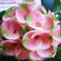 Cactus Euphorbia Milli Bonsai New Rare Flower Plants 200 Seeds