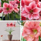 Amaryllis Flower Not Bulbs  Flower 60 Seeds