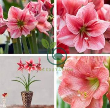Amaryllis Flower Not Bulbs  Flower 60 Seeds