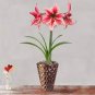 Amaryllis Flower Not Bulbs  Flower 60 Seeds