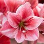 Amaryllis Flower Not Bulbs  Flower 60 Seeds