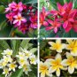 Plumeria rubra Mixed 200 Seeds