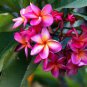 Plumeria rubra Mixed 200 Seeds
