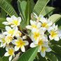 Plumeria rubra Mixed 200 Seeds
