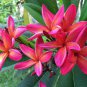 Plumeria rubra Mixed 200 Seeds