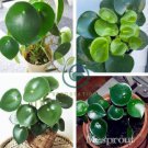 Rare Chinese Rare Peperomia Plant Variety Bonsai  200 Seeds