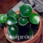 Rare Chinese Rare Peperomia Plant Variety Bonsai  200 Seeds