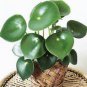 Rare Chinese Rare Peperomia Plant Variety Bonsai  200 Seeds