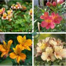 Alstroemeria Peruvian Lily 400 Seeds