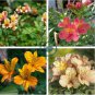 Alstroemeria Peruvian Lily 400 Seeds
