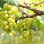 Golden Green Sweet Grape Organic 200 Seeds