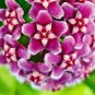 Flower Bonsai Hoya Kerrii Bonsai 200 Seeds