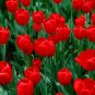 Geranium 'Tulip Orangish Red Bud' Perennial Bonsai Flowers 20 Seeds