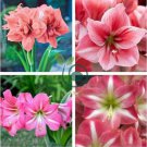 Amaryllis Flower 400 Seeds