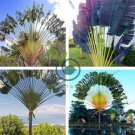 Purple Travelers Palm Flores Bonsai 200 Seeds
