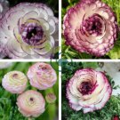 Beautiful Flowering Blubs 'Ranunculus-Persian Buttercup' 40 Seeds
