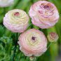 Beautiful Flowering Blubs 'Ranunculus-Persian Buttercup' 40 Seeds