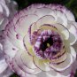 Beautiful Flowering Blubs 'Ranunculus-Persian Buttercup' 40 Seeds