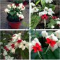 Clerodendrum Thomsonae Bonsai Purple Double Petals Fuchsia Potted 200 Seeds