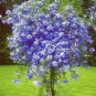 Plumbago Auriculata Bonsai Exotic Perennial Flowers 200 Seeds