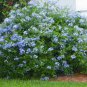 Plumbago Auriculata Bonsai Exotic Perennial Flowers 200 Seeds