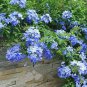 Plumbago Auriculata Bonsai Exotic Perennial Flowers 200 Seeds