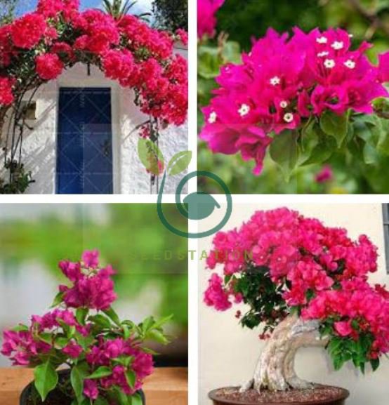 Pink Climbing Bougainvillea Spectabilis Willd Bonsai Plant Flower 200 Seeds