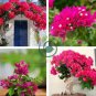 Pink Climbing Bougainvillea Spectabilis Willd Bonsai Plant Flower 200 Seeds