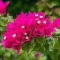 Pink Climbing Bougainvillea Spectabilis Willd Bonsai Plant Flower 200 Seeds