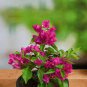 Pink Climbing Bougainvillea Spectabilis Willd Bonsai Plant Flower 200 Seeds