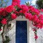 Pink Climbing Bougainvillea Spectabilis Willd Bonsai Plant Flower 200 Seeds
